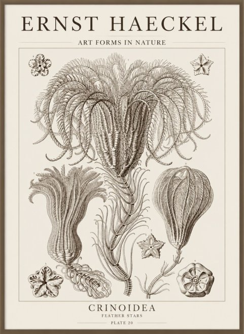 Ernst Haeckel Crinoidea - Palm Lilies No5 - Poszter