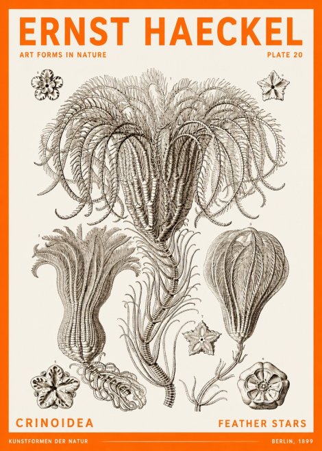 Ernst Haeckel Crinoidea - Palm Lilies No6 - Poszter