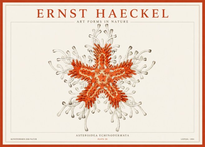 Ernst Haeckel Asteroidea Echinodermata Plate 28 No1 - Poszter