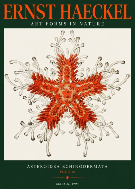 Ernst Haeckel Asteroidea Echinodermata Plate 28 No2 - Poszter
