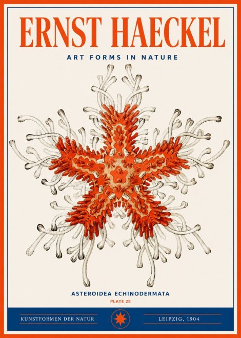 Ernst Haeckel Asteroidea Echinodermata Plate 28 No3 - Poszter