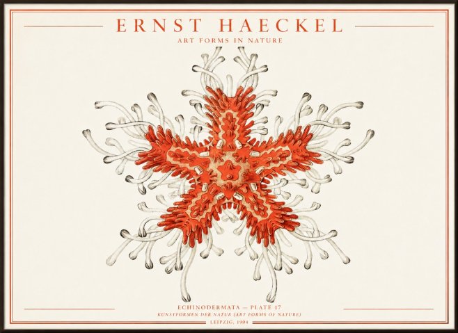Ernst Haeckel Asteroidea Echinodermata Plate 28 No4 - Poszter