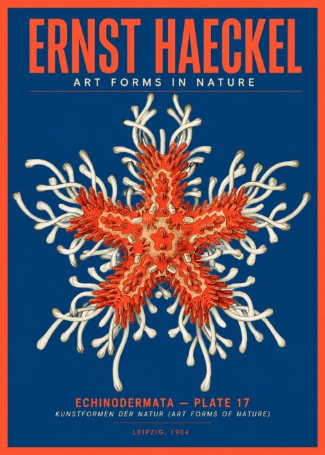 Ernst Haeckel Asteroidea Echinodermata Plate 28 No5 - Poszter