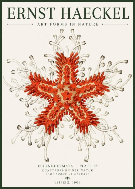 Ernst Haeckel Asteroidea Echinodermata Plate 28 No6 - Poszter