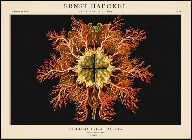 Ernst Haeckel Marine Organism No2 - Poszter
