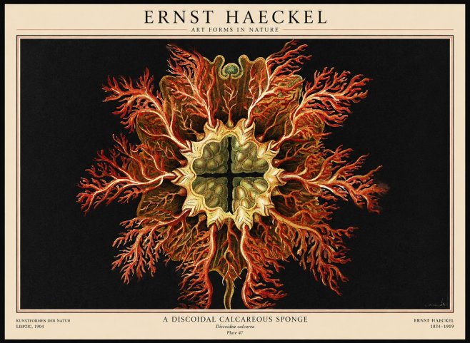Ernst Haeckel Marine Organism No3 - Poszter