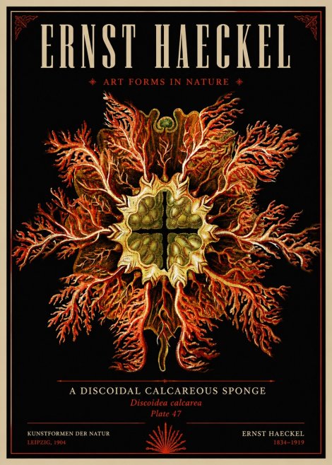 Ernst Haeckel Marine Organism No6 - Poszter