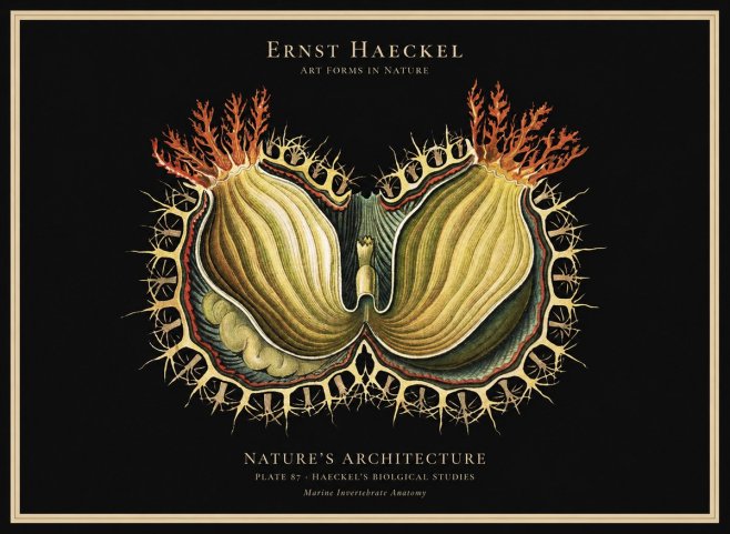 Ernst Haeckel Nature's Architecture No1 - Poszter