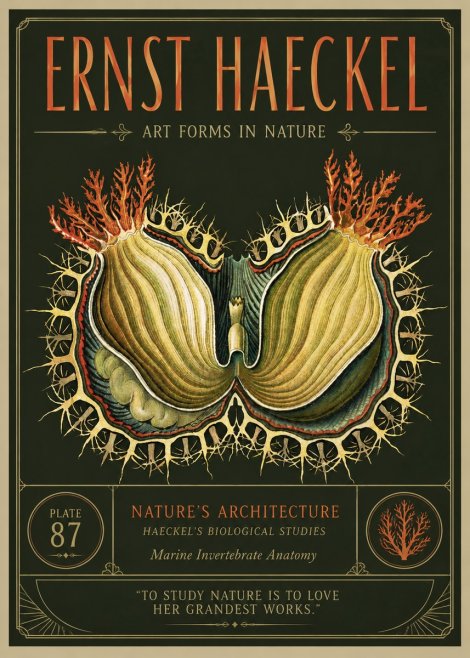 Ernst Haeckel Nature's Architecture No3 - Poszter