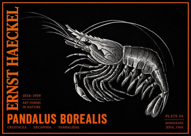 Ernst Haeckel Pandalus Borealis No2 - Poszter