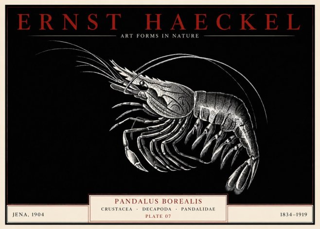 Ernst Haeckel Pandalus Borealis No3 - Poszter