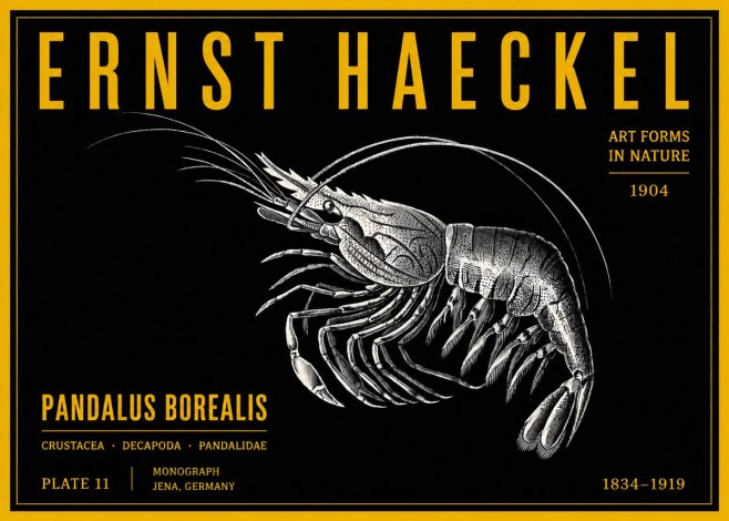 Ernst Haeckel Pandalus Borealis No4 - Poszter
