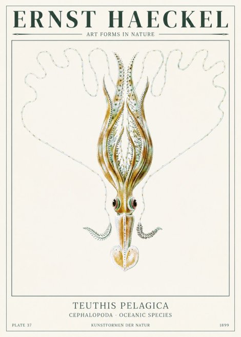 Ernst Haeckel Teuthis Pelagica No1 - Poszter