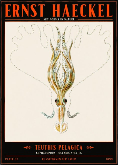 Ernst Haeckel Teuthis Pelagica No2 - Poszter