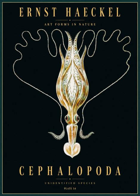 Ernst Haeckel Teuthis Pelagica No5 - Poszter