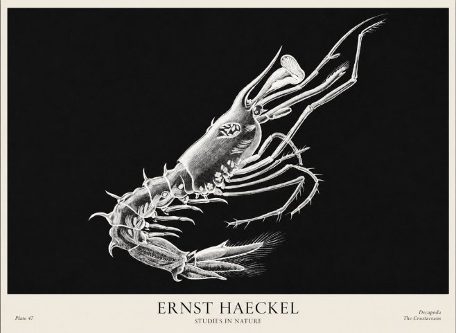 Ernst Haeckel Decapoda the Crustaceans No1 - Poszter