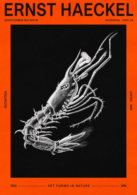 Ernst Haeckel Decapoda the Crustaceans No3 - Poszter