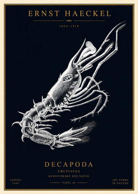 Ernst Haeckel Decapoda the Crustaceans No4 - Poszter
