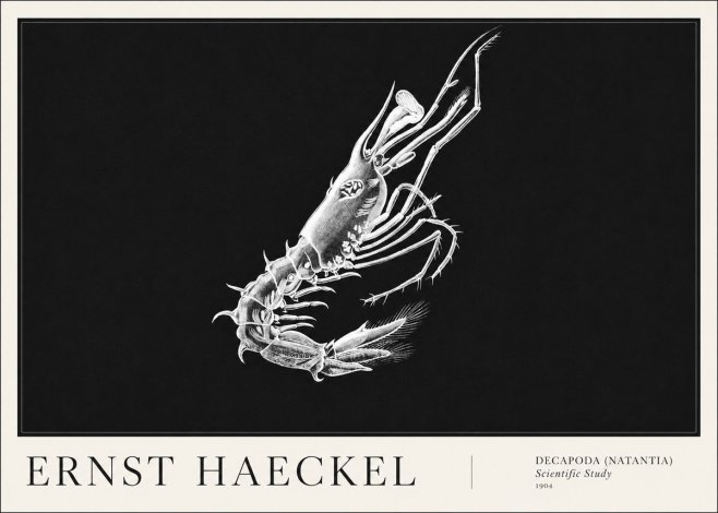 Ernst Haeckel Decapoda the Crustaceans No6 - Poszter
