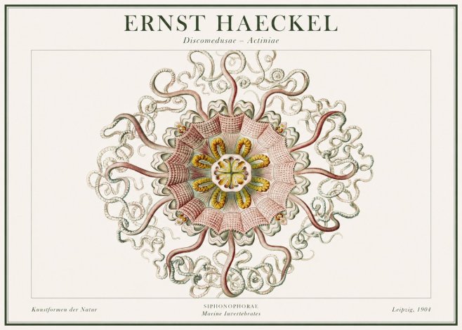 Ernst Haeckel Discomedusae – Actiniae No1 - Poszter