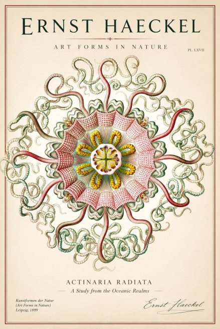 Ernst Haeckel Discomedusae – Actiniae No2 - Poszter