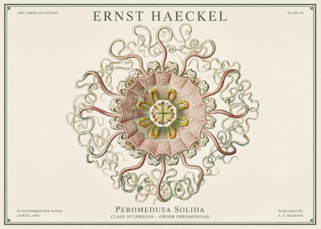 Ernst Haeckel Discomedusae – Actiniae No3 - Poszter