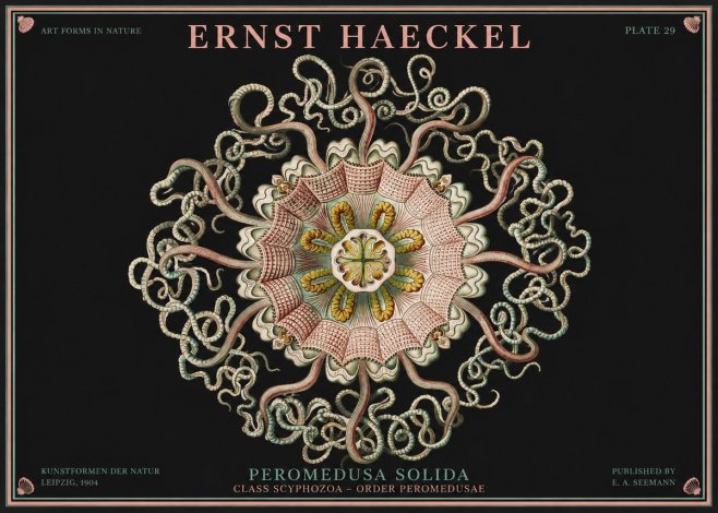 Ernst Haeckel Discomedusae – Actiniae No4 - Poszter