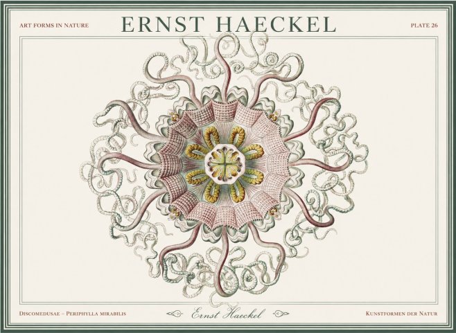 Ernst Haeckel Discomedusae – Actiniae No5 - Poszter