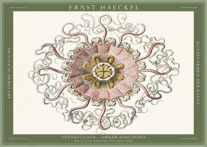 Ernst Haeckel Discomedusae – Actiniae No6 - Poszter