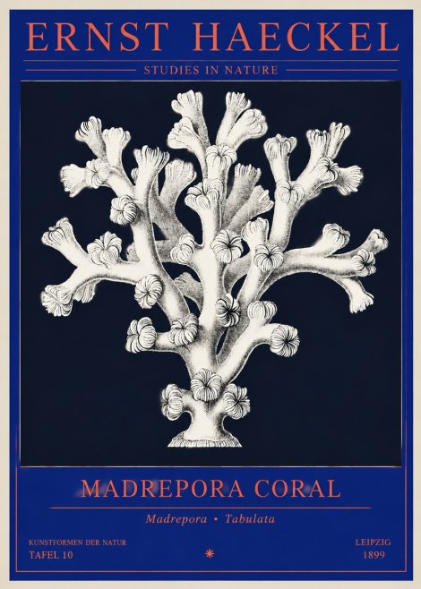 Ernst Haeckel Corallium Rubrum I No4 - Poszter