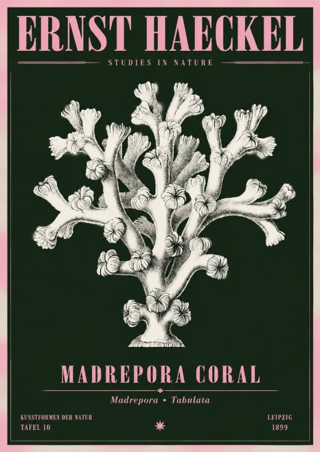 Ernst Haeckel Corallium Rubrum I No5 - Poszter