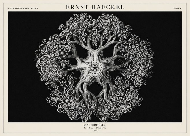 Ernst Haeckel Ophiuroidea Sea Tree - Deep Sea No1 - Poszter