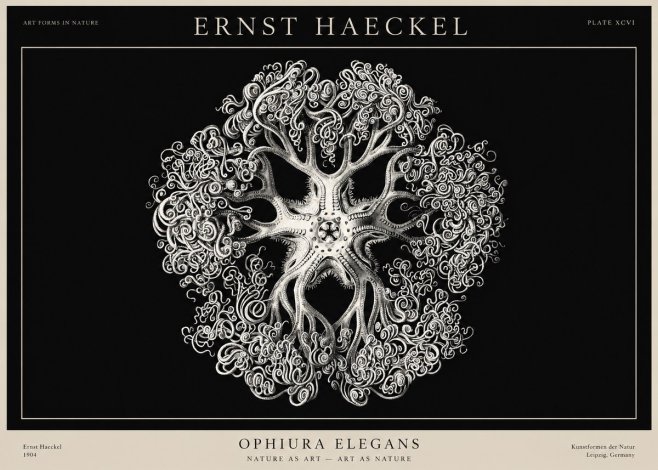 Ernst Haeckel Ophiuroidea Sea Tree - Deep Sea No3 - Poszter