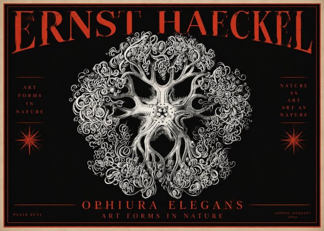 Ernst Haeckel Ophiuroidea Sea Tree - Deep Sea No4 - Poszter