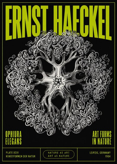 Ernst Haeckel Ophiuroidea Sea Tree - Deep Sea No5 - Poszter
