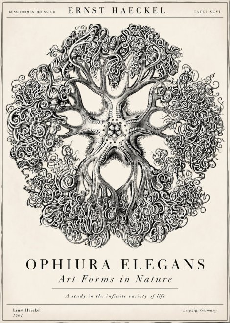 Ernst Haeckel Ophiuroidea Sea Tree - Deep Sea No6 - Poszter