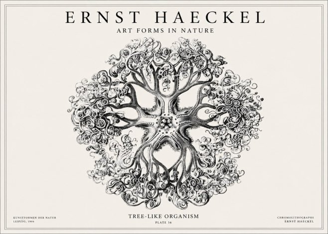 Ernst Haeckel Tree-like Organism No1 - Poszter