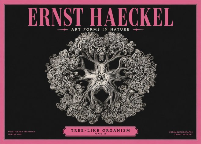 Ernst Haeckel Tree-like Organism No2 - Poszter