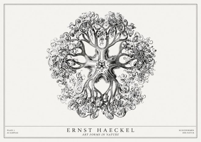 Ernst Haeckel Tree-like Organism No3 - Poszter
