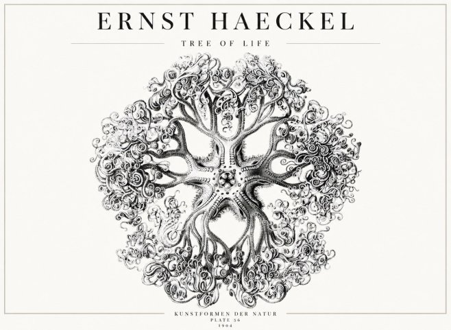 Ernst Haeckel Tree-like Organism No4 - Poszter