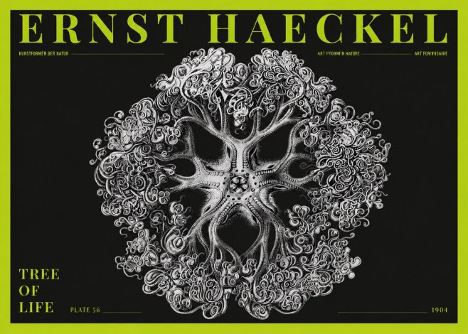 Ernst Haeckel Tree-like Organism No5 - Poszter