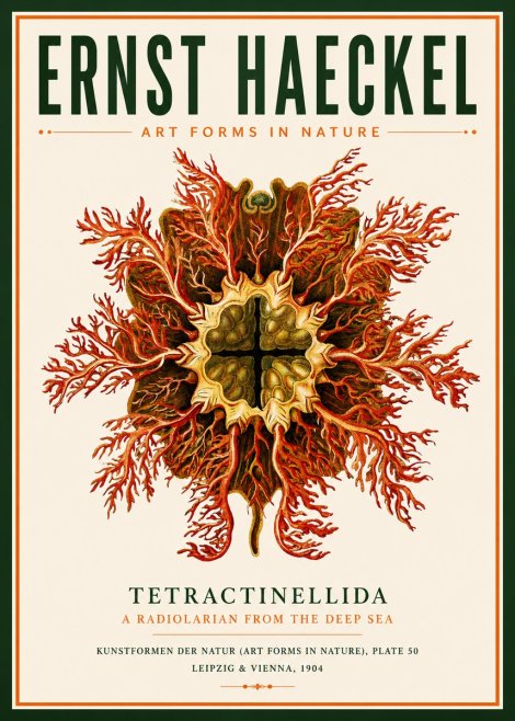 Ernst Haeckel Tetractinellida a Radiolarian from the Deep Sea No3 - Poszter
