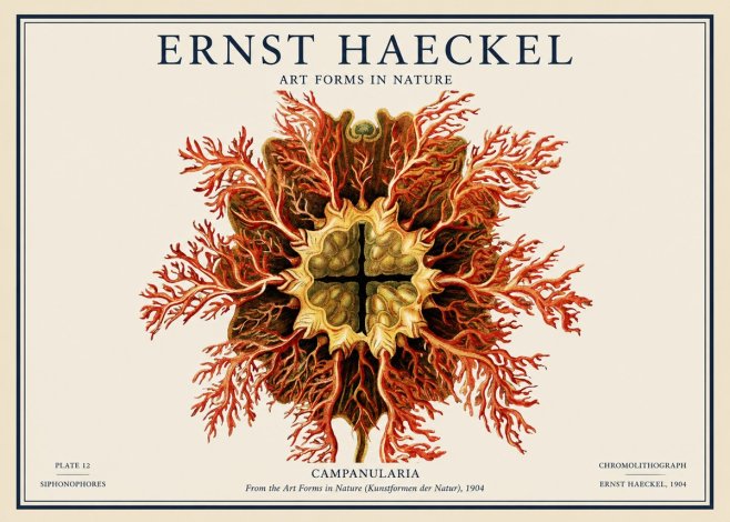 Ernst Haeckel Tetractinellida a Radiolarian from the Deep Sea No4 - Poszter