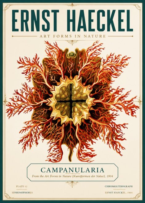 Ernst Haeckel Tetractinellida a Radiolarian from the Deep Sea No6 - Poszter