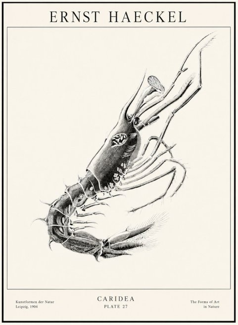 Ernst Haeckel Caridea Plate 27 No1 - Poszter