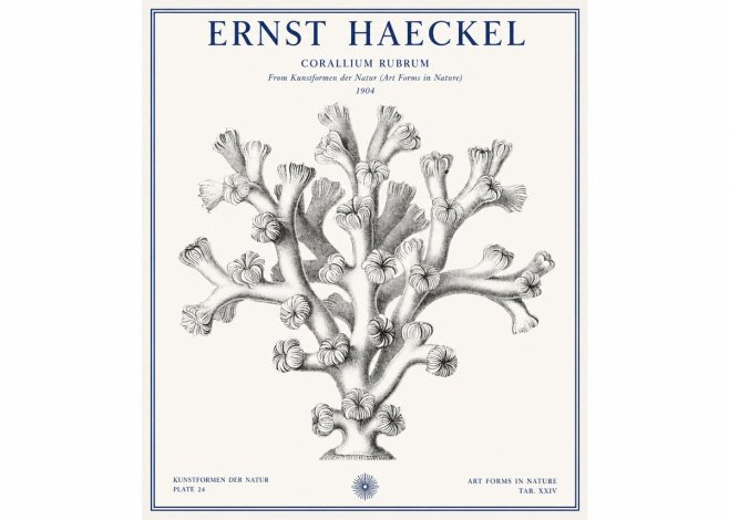 Ernst Haeckel Corallium Rubrum II No1 - Poszter