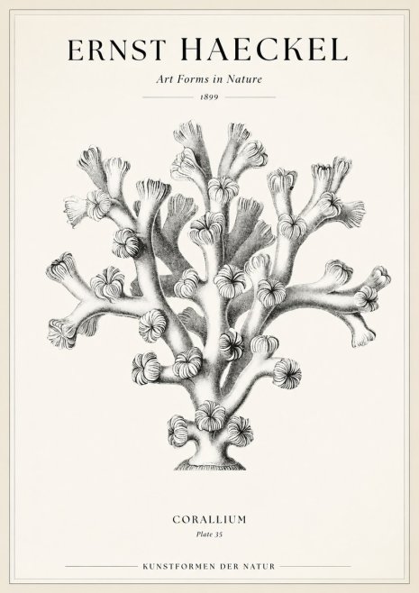Ernst Haeckel Corallium Rubrum II No2 - Poszter