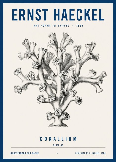 Ernst Haeckel Corallium Rubrum II No4 - Poszter