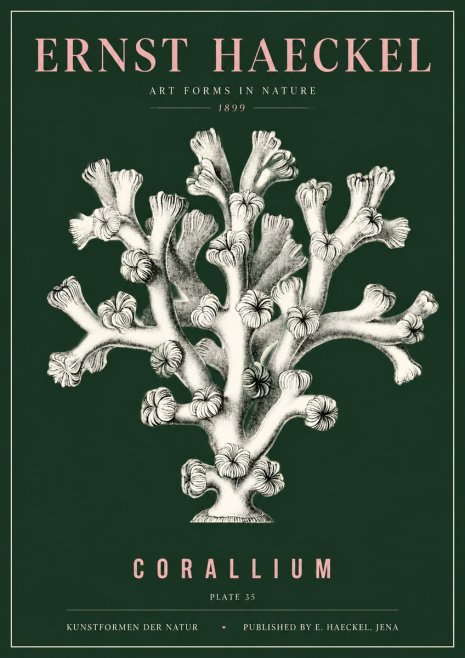 Ernst Haeckel Corallium Rubrum II No5 - Poszter