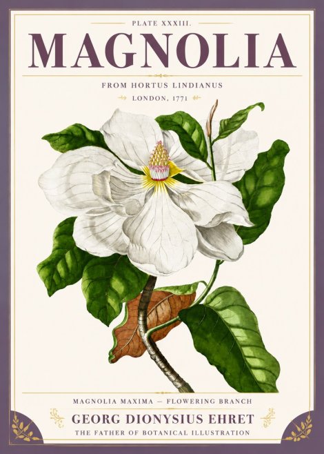 Georg Dionysius Ehret Magnolia Maxima - Flowering Branch No5 - Poszter